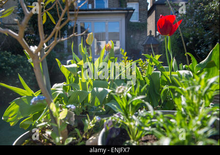 Plants and flowers in a london garden Stock Photo