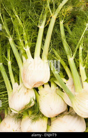 organic fennel at the Farmers Market, Santa Barbara, California, United States of America Stock Photo