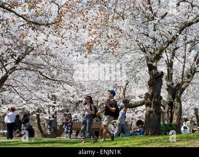 Toronto, Canada. 6th May, 2015. People enjoy the cherry blossoms at the High Park in Toronto, Canada, May 6, 2015. © Zou Zheng/Xinhua/Alamy Live News Stock Photo