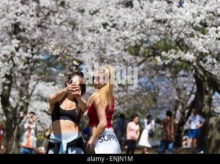 Toronto, Canada. 6th May, 2015. Two girls take a selfie with the cherry blossoms at the High Park in Toronto, Canada, May 6, 2015. © Zou Zheng/Xinhua/Alamy Live News Stock Photo