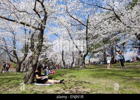Toronto, Canada. 6th May, 2015. People enjoy the cherry blossoms at the High Park in Toronto, Canada, May 6, 2015. © Zou Zheng/Xinhua/Alamy Live News Stock Photo