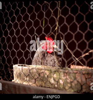 One nosey hen in henhouse, Czech Republic Stock Photo