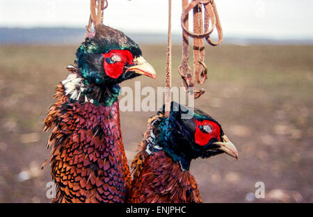 Pheasants hanging after hunting, animal autumn