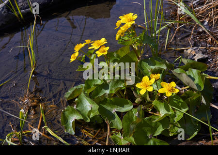 Caltha palustris, Marsh Marigold flowers, Finland Stock Photo