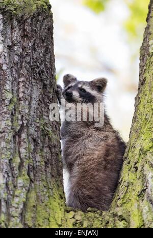 Young raccoon (Procyon lotor), Hesse, Germany