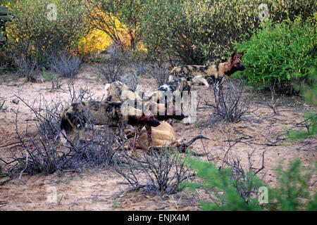 African Wild Dogs (Lycaon pictus), pack feeding on kill, Tswalu Game Reserve, Kalahari Desert, North Cape, South Africa Stock Photo