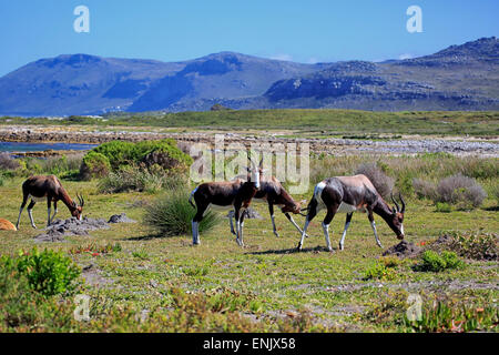 Bontebok (Damaliscus dorcas dorcas), adult, flock, grazing, Cape of Good Hope, Table Mountain National Park, Western Cape Stock Photo