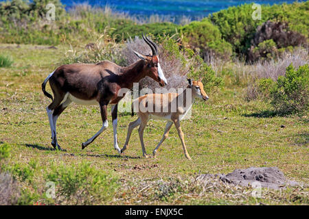 Bontebok (Damaliscus dorcas dorcas), adult with young, Cape of Good Hope, Table Mountain National Park, Western Cape Stock Photo