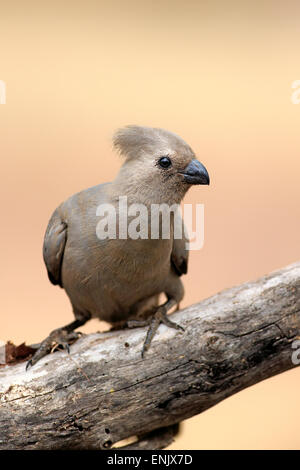 Grey go-away-bird (Corythaixoides concolor), adult, Kruger National Park, South Africa Stock Photo