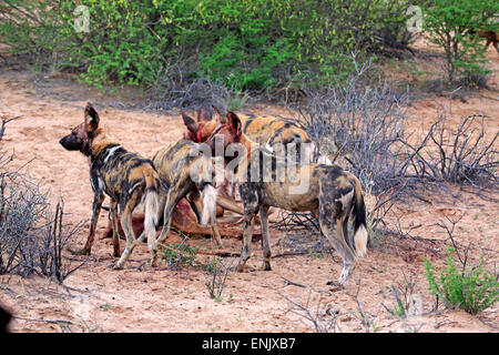 African Wild Dogs (Lycaon pictus), pack feeding on kill, Tswalu Game Reserve, Kalahari Desert, North Cape, South Africa Stock Photo