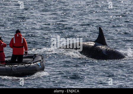 Adult bull Type A killer whale (Orcinus orca) surfacing near researchers in the Gerlache Strait, Antarctica, Polar Regions Stock Photo
