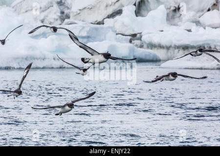 Adult cape petrels (Daption capense) feeding at Brown Bluff, Antarctica, Polar Regions Stock Photo