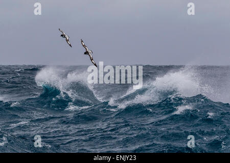 Adult cape petrels (Daption capense) in rough seas in English Strait, South Shetland Islands, Antarctica, Polar Regions Stock Photo