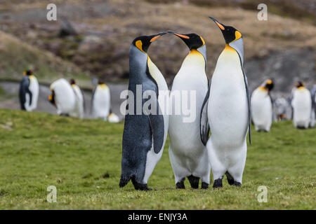 Adult king penguins (Aptenodytes patagonicus) at breeding colony at Fortuna Bay, South Georgia, Polar Regions Stock Photo