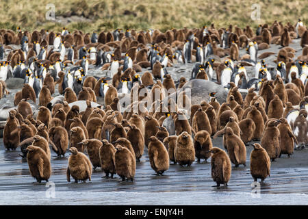 Adult king penguins and okum boy chicks (Aptenodytes patagonicus) heading to sea in Gold Harbor, South Georgia, Polar Regions Stock Photo