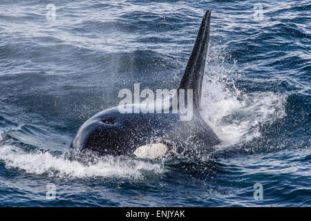 Adult bull Type A killer whale (Orcinus orca) surfacing in the Gerlache Strait, Antarctica, Polar Regions Stock Photo