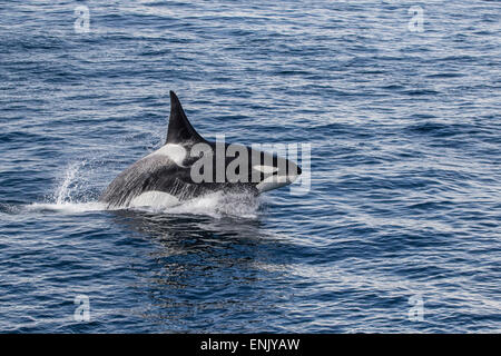 Adult bull Type A killer whale (Orcinus orca) power lunging in the Gerlache Strait, Antarctica, Polar Regions Stock Photo