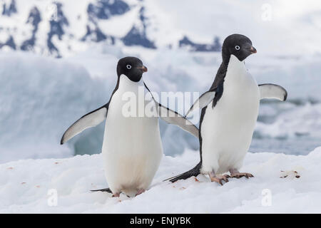 Adelie penguin (Pygoscelis adeliae) pair, at Brown Bluff, Antarctica, Southern Ocean, Polar Regions Stock Photo