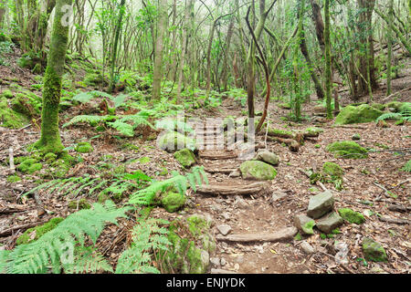 Laurel forest, laurisilva, Parque Nacional de Garajonay, La Gomera, Canary Islands, Spain, Europe Stock Photo