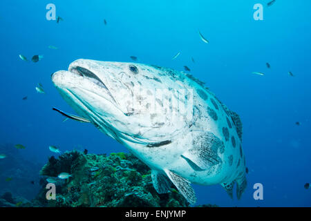 Potato cod (Epinephelus tukula) being cleaned by cleaner wrasse, Cod Hole, Great Barrier Reef, Queensland, Australia Stock Photo