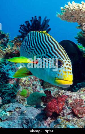 Striped sweetlips, North Ribbon Reef, Great Barrier Reef, Queensland, Australia Stock Photo