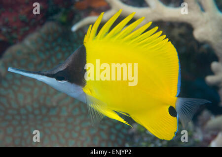 Longnose butterflyfish, adapted to feed in crevices in the reef and snips off soft pieces of corals, Queensland, Australia Stock Photo
