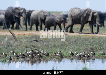 Red-billed teal (Anas erythrorhyncha), Savuti Marsh, Chobe National Park, Botswana, Africa Stock Photo