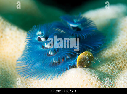 Blue Christmas tree worm (Spirobranchus giganteus), Cairns, Queensland, Australia, Pacific Stock Photo