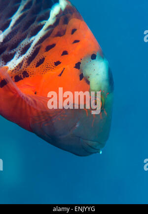 Red-banded Wrasse (Cheilinus fasciatus), Cairns, Queensland, Australia, Pacific Stock Photo