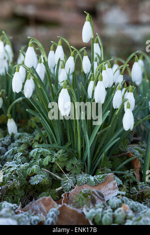 Snowdrops in frost, Cotswolds, Gloucestershire, England, United Kingdom, Europe Stock Photo