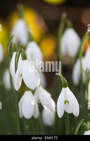 Snowdrops, Cotswolds, Gloucestershire, England, United Kingdom, Europe Stock Photo