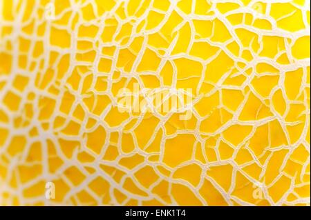 A gala melon. Stock Photo