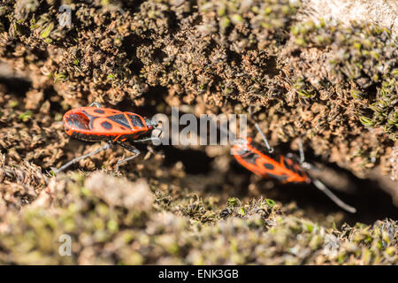 Shield Bug (Graphosoma Lineatum) also known as the Italian Striped-Bug and Minstrel Bug. Stock Photo