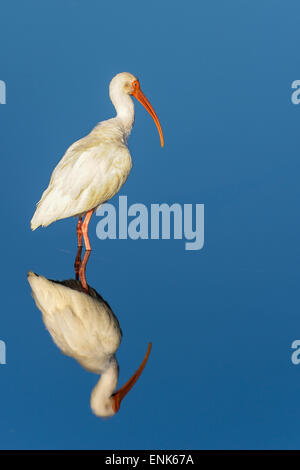 american white ibis, eudocimus albus Stock Photo