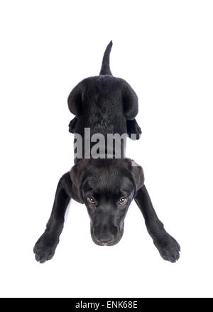 Cute black Labrador Retriever puppy cut out isolated on white background Stock Photo