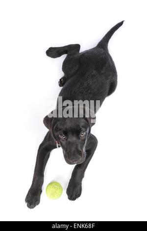 Cute black Labrador Retriever puppy with tennis ball cut out isolated on white background Stock Photo
