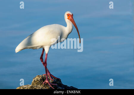 american white ibis, eudocimus albus, big pine key, florida Stock Photo
