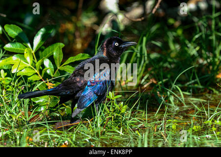 common grackle, quiscalus quiscula, viera, florida Stock Photo