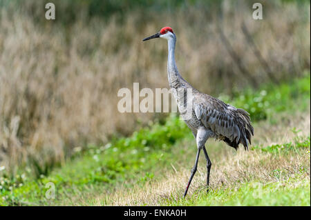 sandhill crane, grus canadensis, viera, florida Stock Photo