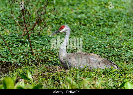 sandhill crane, grus canadensis Stock Photo