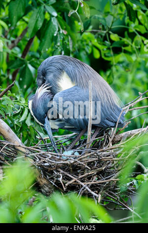 egretta tricolored, louisiana heron, tricolored heron, orlando, florida Stock Photo