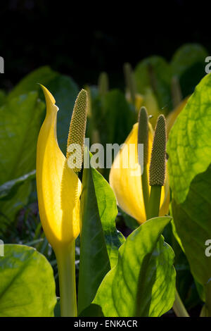 Lysichiton americanus. Yellow skunk cabbage in an Scottish woodland in spring. Scotland Stock Photo