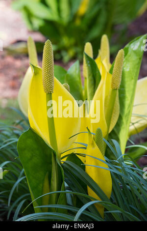 Lysichiton americanus. Yellow skunk cabbage in an Scottish woodland in spring. Scotland Stock Photo