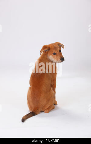 Harzer Fuchs, puppy, 3 months|Harzer Fuchs, Welpe, 3 Monate Stock Photo