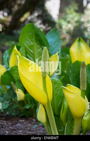 Lysichiton americanus. Yellow skunk cabbage in an Scottish woodland in spring. Scotland Stock Photo