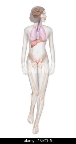 Anatomy Stock Photo