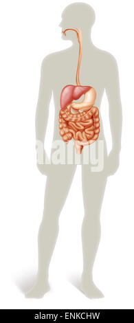 Digestive system, illustration Stock Photo