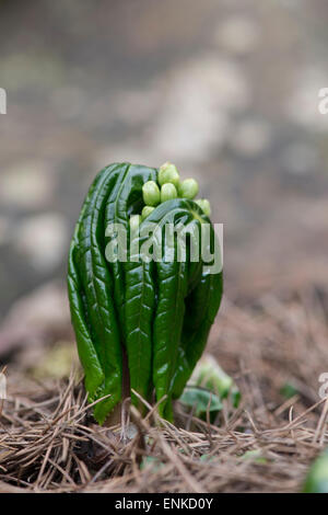 Podophyllum peltatum. Mayapple plant emerging in spring. UK Stock Photo