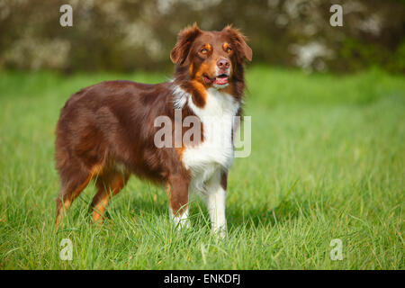 Australian Shepherd, red-tri|Australian Shepherd, Ruede, red-tri Stock Photo