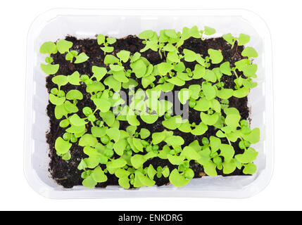 Basil seedlings in a pot isolated on white background. Young herb plants in plastic cells, organic gardening. Top view. Stock Photo